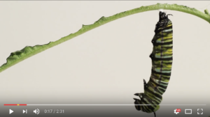 caterpillar to chrysalis