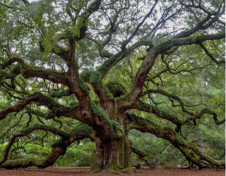 Living Your Values When Hope is Hard to Find