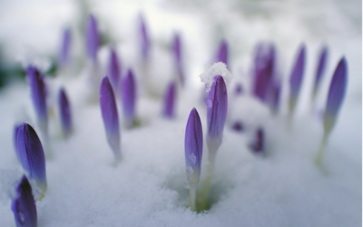 Tending the Garden of our Community